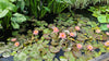 Prakisad Water Lily<br> # Hardy Water Lily! (Heaviest Bloomer!)