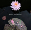 'Painted Lady' <br> Medium-Large Hardy Waterlily