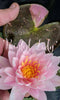 'Painted Lady' <br> Medium-Large Hardy Waterlily