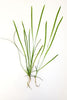Vallisneria, (val dwarf americana)<br> Winter Hardy Oxygenating Pond Plants