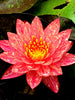 WHOLESALE QUANTITY (12+) Wanvisa Waterlily <br> Award Winning!