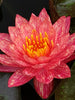 WHOLESALE QUANTITY (12+) Wanvisa Waterlily <br> Award Winning!