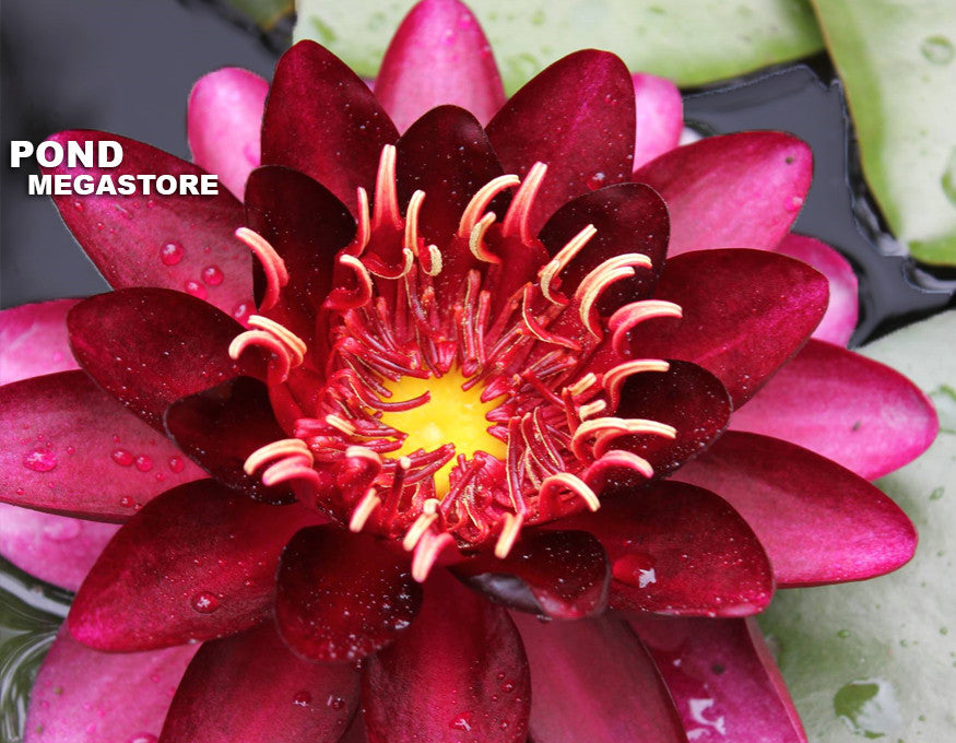 black water lily flower Water Lily Black Princess (season: Aug-Sep) | Bulbs