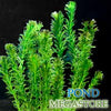 Anacharis (elodea densa)