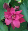 Ancient Capital New Beauty Lotus <br> Tall / Crimson-Red Blooms!