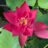 Ancient Capital New Beauty Lotus <br> Tall / Crimson-Red Blooms!