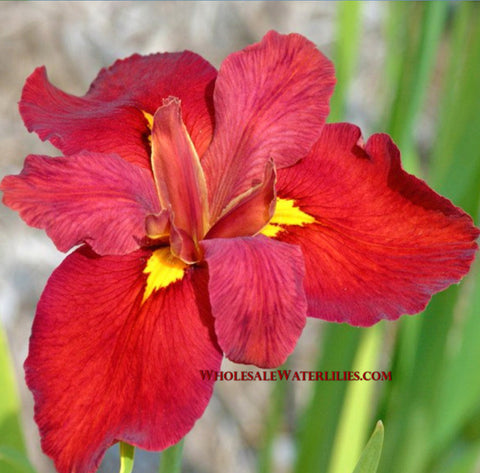 Red Louisiana Iris