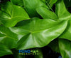Arrow Arum <br> (Peltandra Virginica)