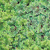 Azolla Caroliniana, Fairy Moss<br> Sold by weight 4oz, Ships April - September