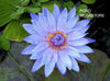 Bagdad Annual Water Lily