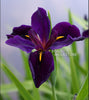 Black Gamecock, Louisiana Iris <br>