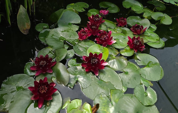 Black Princess Hardy Waterlily! <br>Darkest Red of them all!