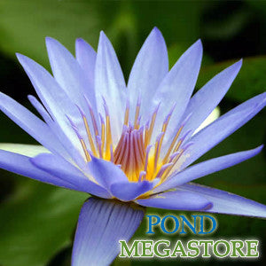 Blue Beauty Waterlily<br>Top 10 Blooming Waterlily!