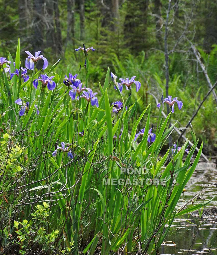 Blue Flag Iris <br> Native Pond Plant <br> - pondmegastore