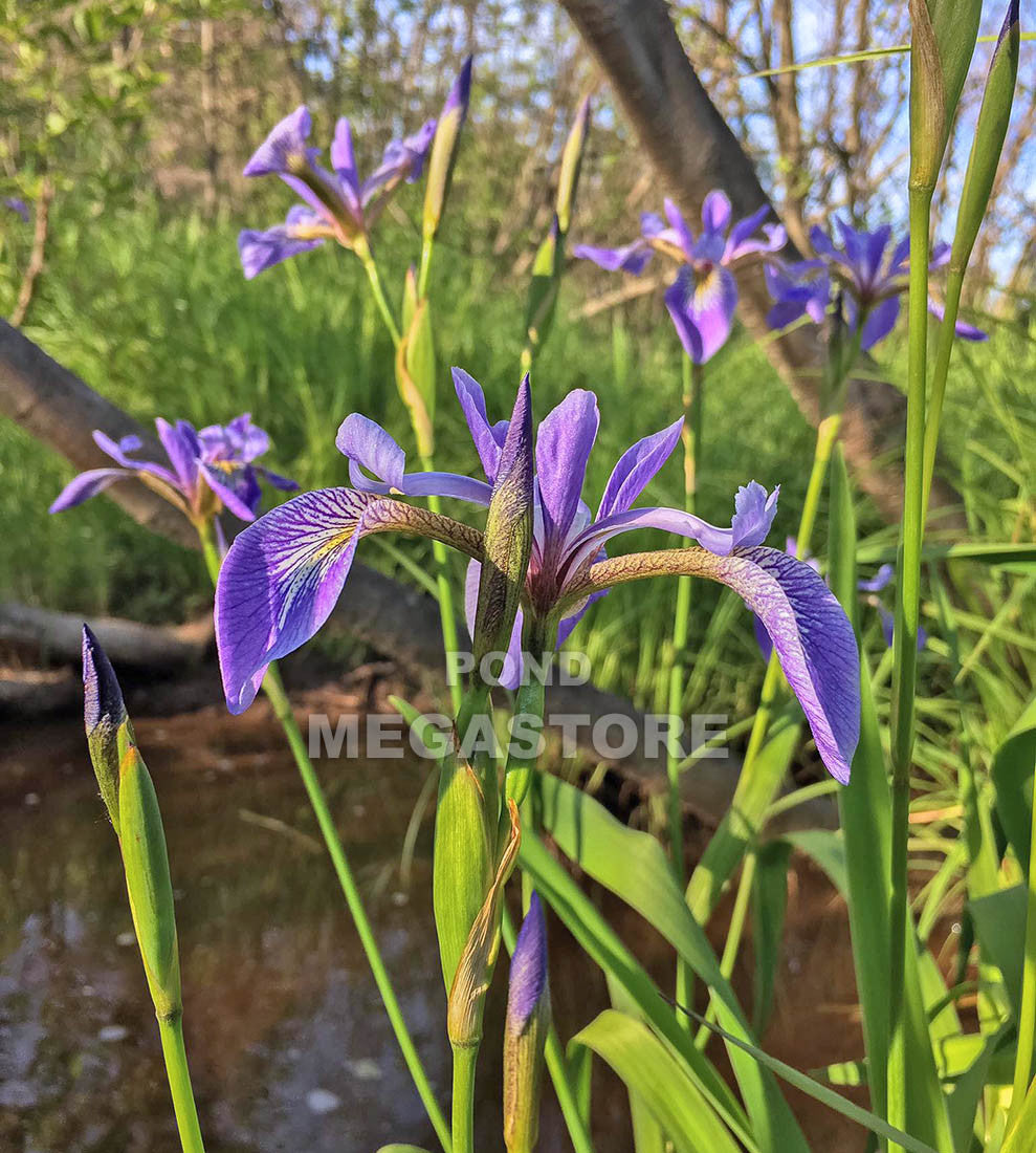 Blue Flag Iris <br> Native Pond Plant <br> - pondmegastore