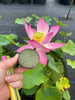 Shy Face Of A Child Lotus