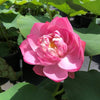 Blushing Bride Lotus <br> Tall - Large, Pink Blooms!