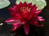 Cranberry Hardy Waterlily <br> Large Waterlily