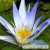 Cerulea Water Lily <br> Blue Lotus of the Nile<br>Ships June 1, Live Plant!