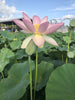 Carolina Queen Lotus <br> Tall / Very Large Blooms!