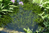Hornwort Bunched, <br> Starves algae and protects fish