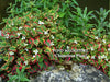 Chameleon Plants<br> (Houttuynia Cordata Variegata) <br>