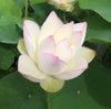 Chawan Basu Lotus, One of the oldest Lotus in the USA