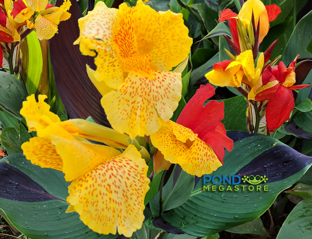 Cleopatra Canna <br> Live Plants <br> Long Blooming Season! - pondmegastore