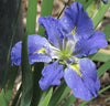 Blue Iris