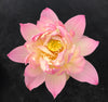 Colorful Glow Lotus  <br> Sweet, pink and cream colored blooms!