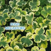 Crystal Ball Variegated Pennywort