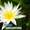 Innocence Annual Water Lily