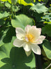 Dense Dew Lotus <br> Elegant, white flowers with pink petal tips!