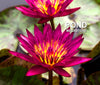 Doris Holt (very red!) Water Lily <br> Day blooming