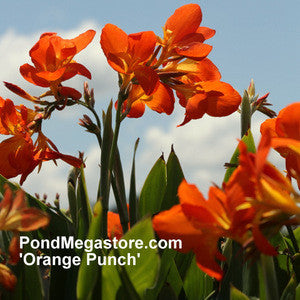 canna lily orange flower Orange Punch Water Canna, Aquatic orange pond flowers... – Pond Megastore