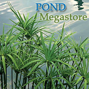 Dwarf Umbrella Palm <br>Easy for Beginners<br>Available Now !