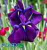 Japanese Variegated Iris, SALE!<br> (Iris Iris kaempferi ‘Variegata')
