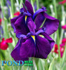 Japanese Variegated Iris<br> (Iris Iris kaempferi ‘Variegata')