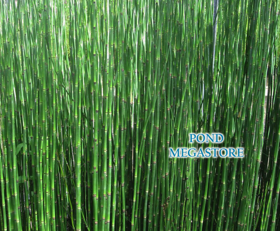 potted horsetail plant RUSH HORSETAIL Equisetum Hyemale Pond Plants for Ssale – Pond Megastore