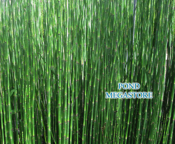 Horsetail Rush Pond Plant (Equisetum Hymale)