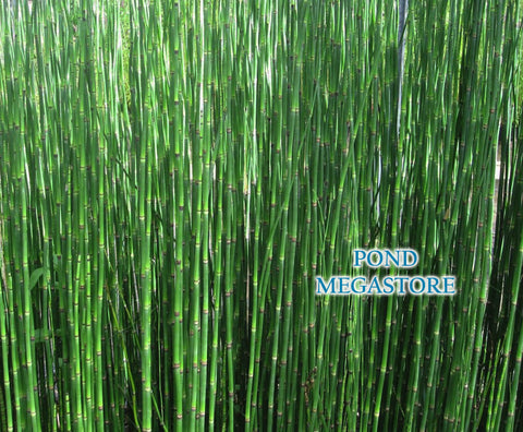 Horsetail Rush Pond Plant (Equisetum Hymale)