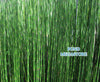 Horsetail Rush Pond Plant (Equisetum Hymale)
