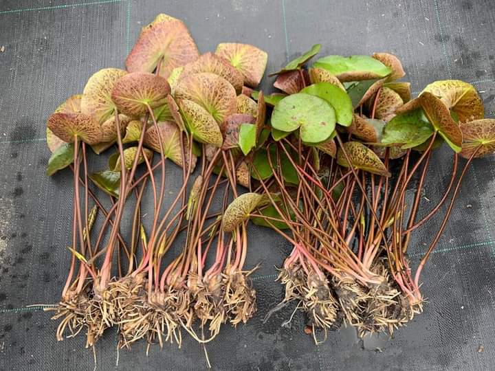 Peach Growers Choice Hardy Water Lily - Pond Megastore
