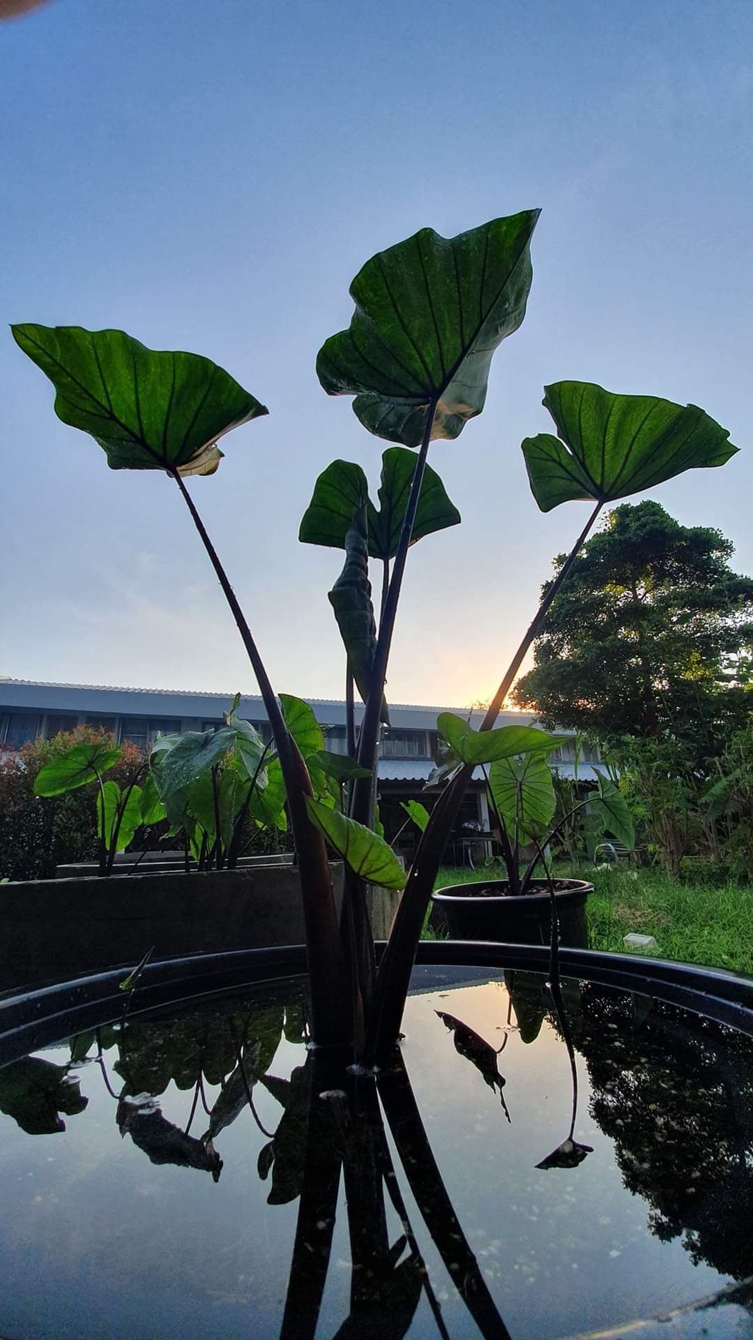 Tea Cup Taro <br> Teacup On Sale! - Pond Megastore