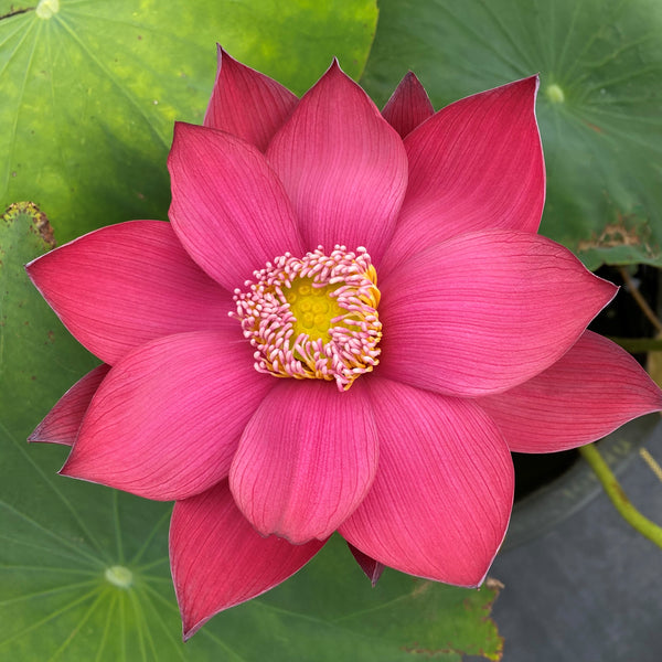 Flamingo Lotus, Red-Hot!  <br>❤️ Zac's Top 25 Selection ❤️