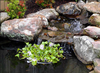 Floating Pond Plant-Koi fish Barrier<br> (3 Sizes to choose from) <br> Protect floating plants from koi<br> Available NOW!