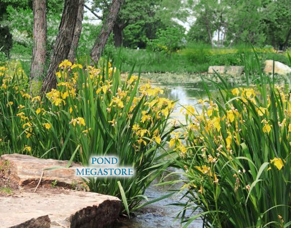 Yellow Iris Davidson<br> Winter Hardy zone 5b-12 - pondmegastore