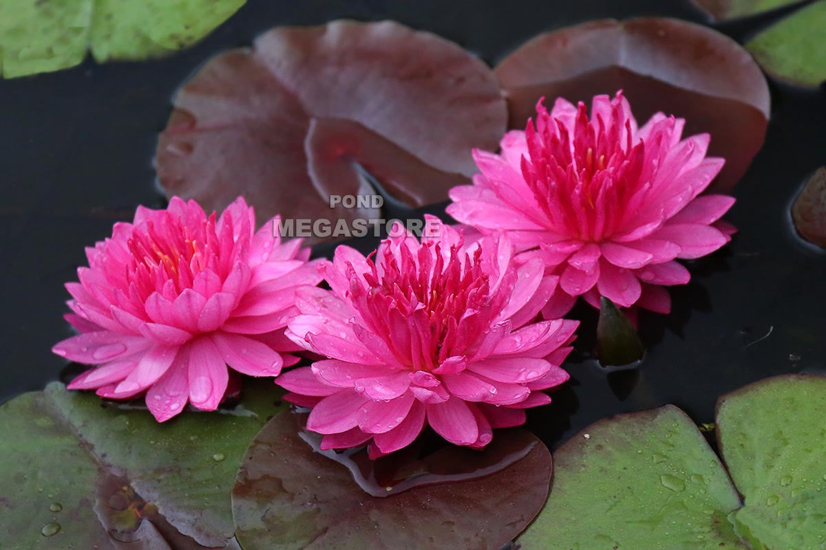 Fuchsia Pom Pom Waterlily <br> Large Hardy Water Lily <br> - pondmegastore