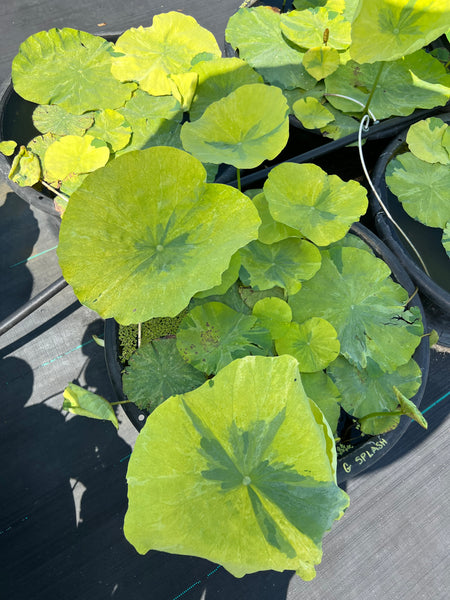 Golden Splash Hibiscus Lotus - Variegated Leaves!