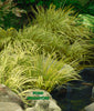 Dwarf Golden Japanese Sweet Flag <b> Acorus Gramineus 'Ogon'